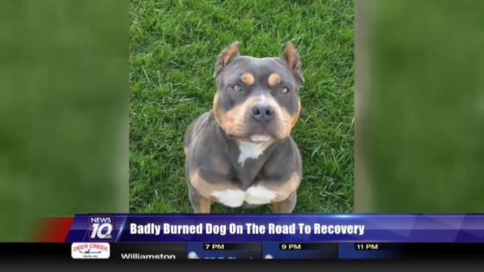 Badly Burned Dog on the Road to Recovery | Posted by WILX News 10