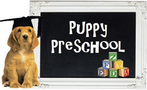 puppy-preschool
